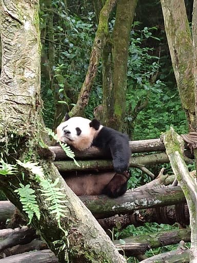 Panda